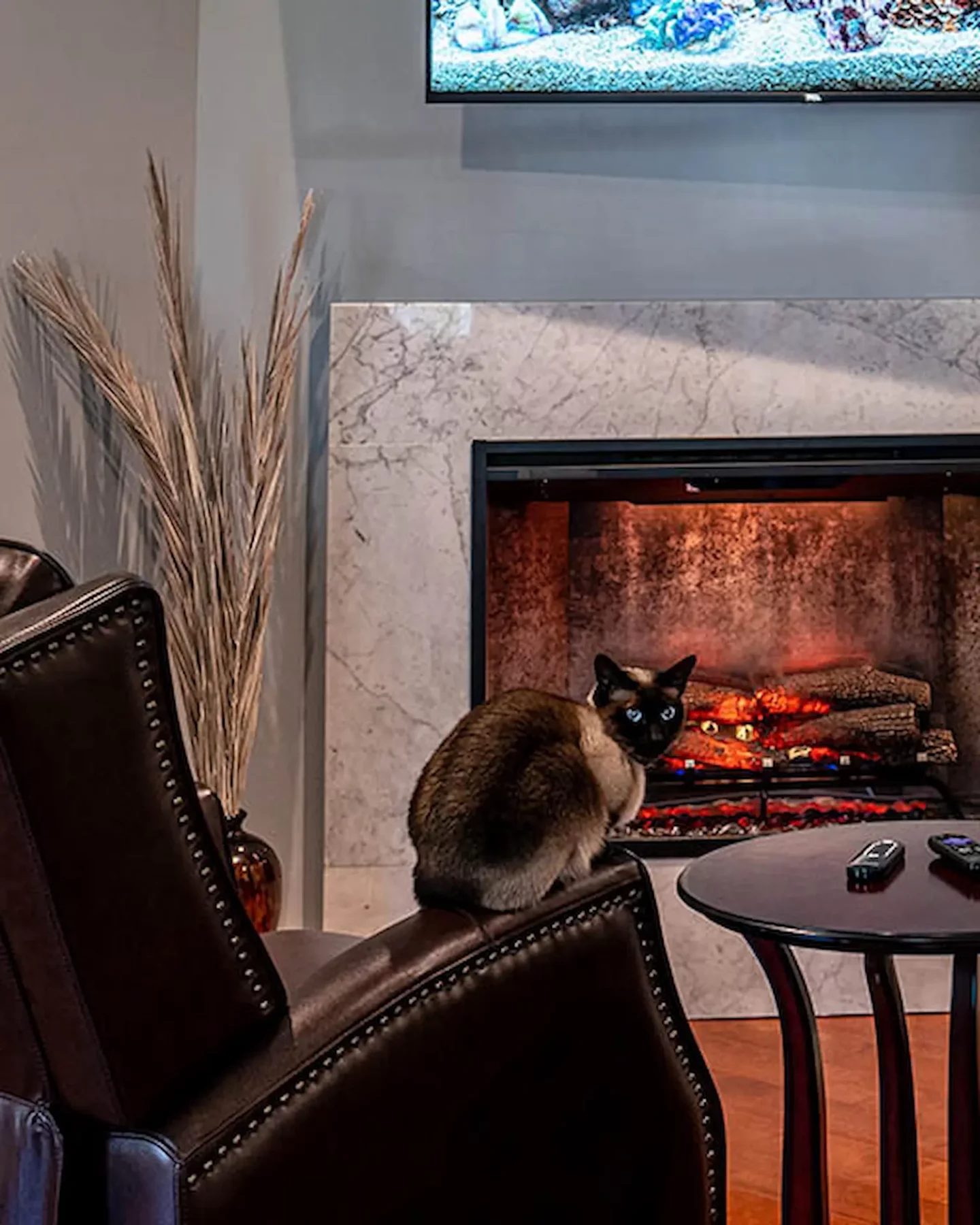 House cat on top of a sofa near the fireplace in a North Wales home remodeled by Custom Craft