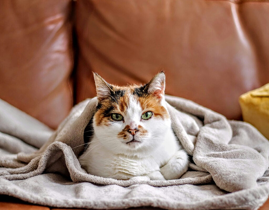 Pet-Approved Home Design Ideas 4 tim oliver metz QxAWZKuSoRc unsplash copy 1024x800 1